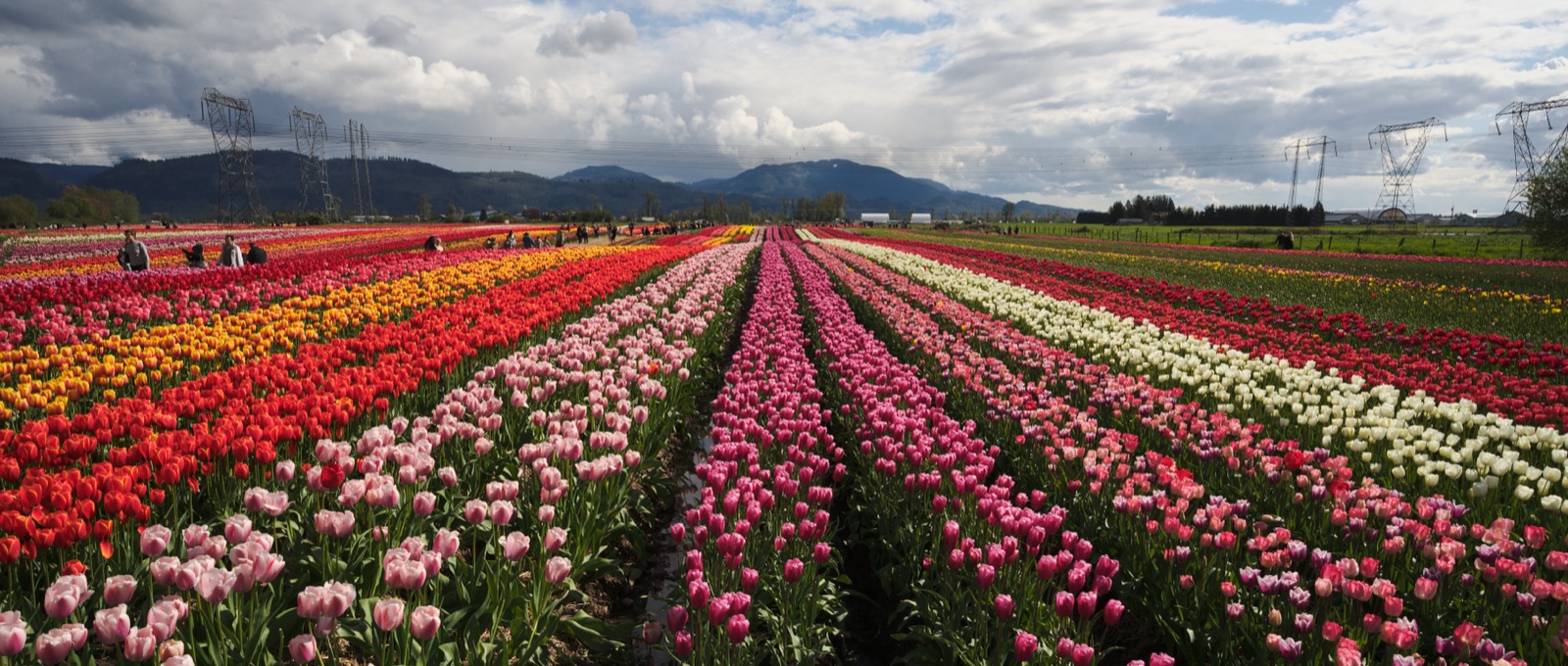 Abbotsford Tulip Festival